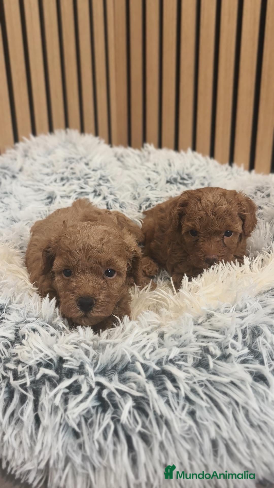 Caniche Toy perros Caniche Mini Toy Macho disponible  - Anuncio 4