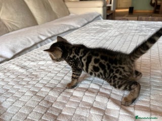 Bengalí gatos en Alicante - Anuncio 14