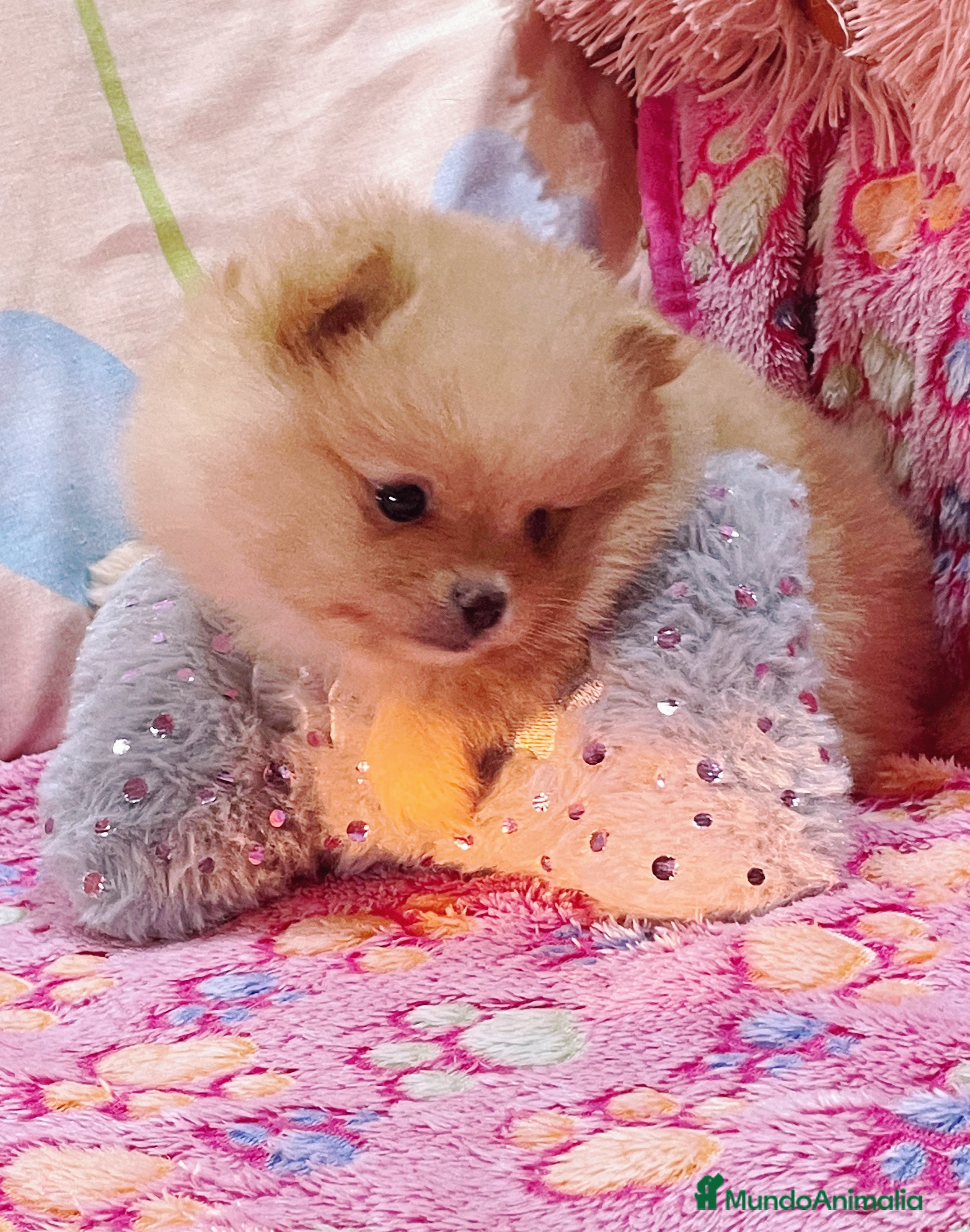 Pomerania perros Cachorros de Pomerania  - Anuncio 2