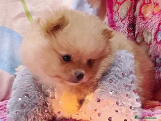 Pomerania perros Cachorros de Pomerania - Anuncio 1
