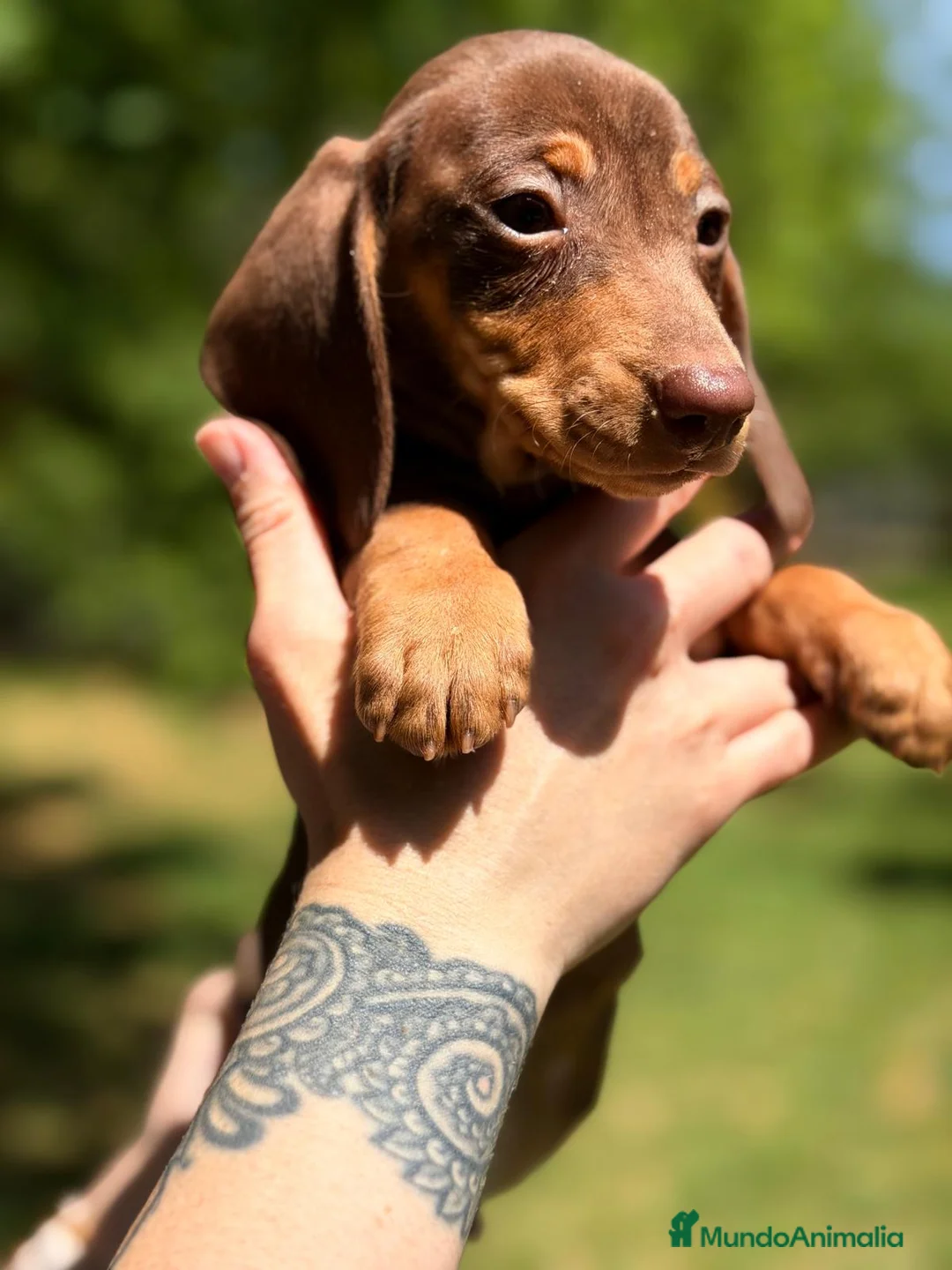 Teckel Miniatura perros en venta: TECKEL MINIATURA COLOR CHOCOLATE  - Anuncio 3