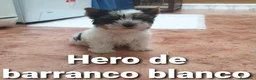 Biewer Yorkshire Terrier a la Pom Pon perros en venta: Biewer con pedigree de la mejor calidad - Anuncio 12