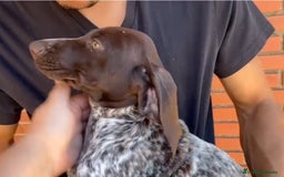 Braco Alemán de Pelo Corto perros en venta: Braco Alemán  - Imagen 6