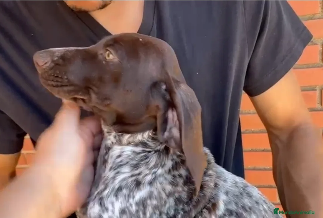 Braco Alemán de Pelo Corto perros en venta: Braco Alemán  en Cáceres - Anuncio 6