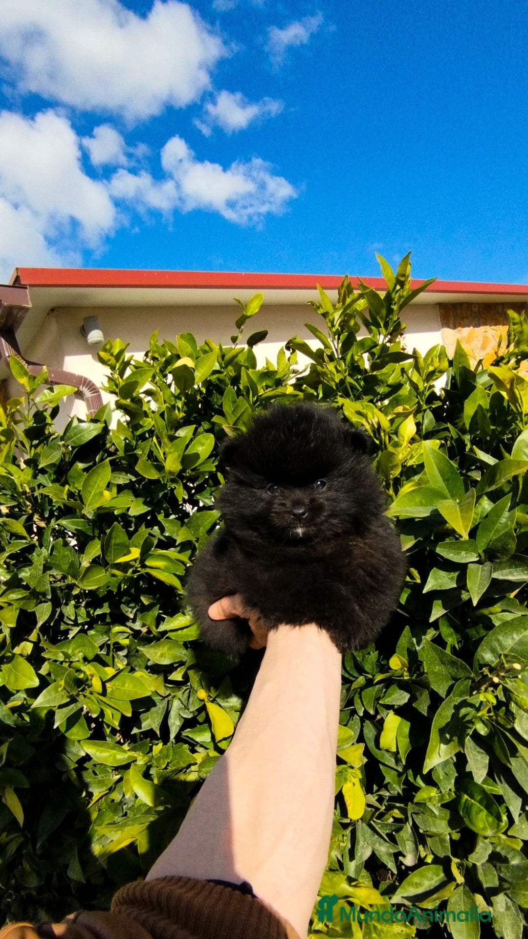 Pomerania perros en venta: Pomerania  - Anuncio 3