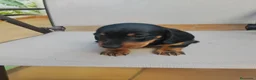 Teckel Miniatura perros en venta: Teckel Miniatura - Anuncio 9