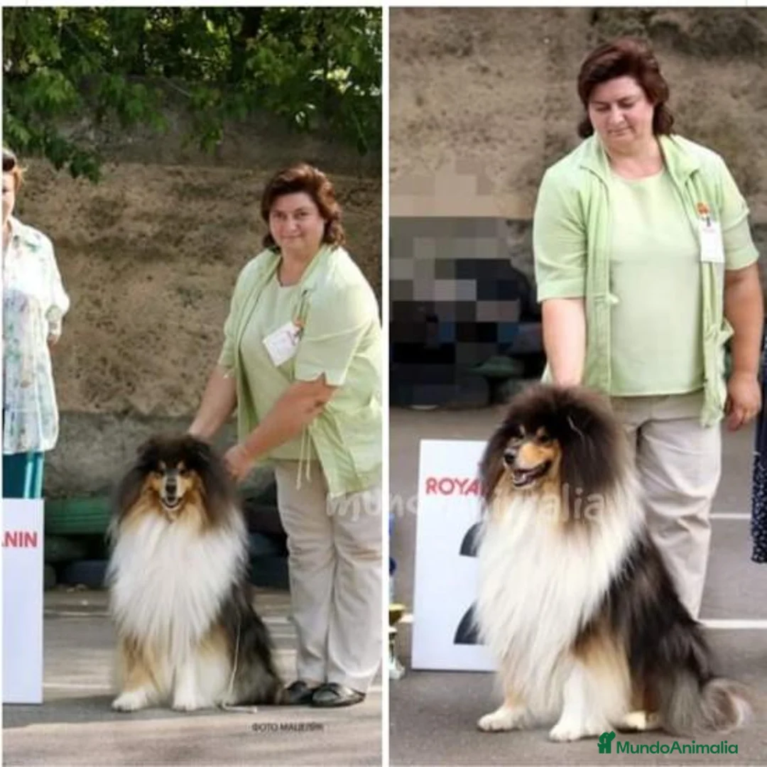 Imagen de galería {{count}}