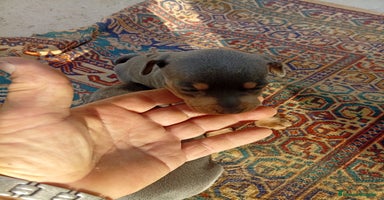 Pinscher Miniatura perros - Anuncio 15
