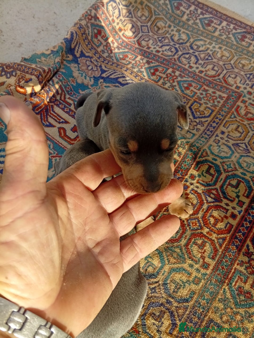 Pinscher Miniatura perros en venta: Pinscher miniatura blue - Imagen 3