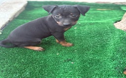 Pinscher Miniatura perros en venta: Mini pincher  - Imagen 6