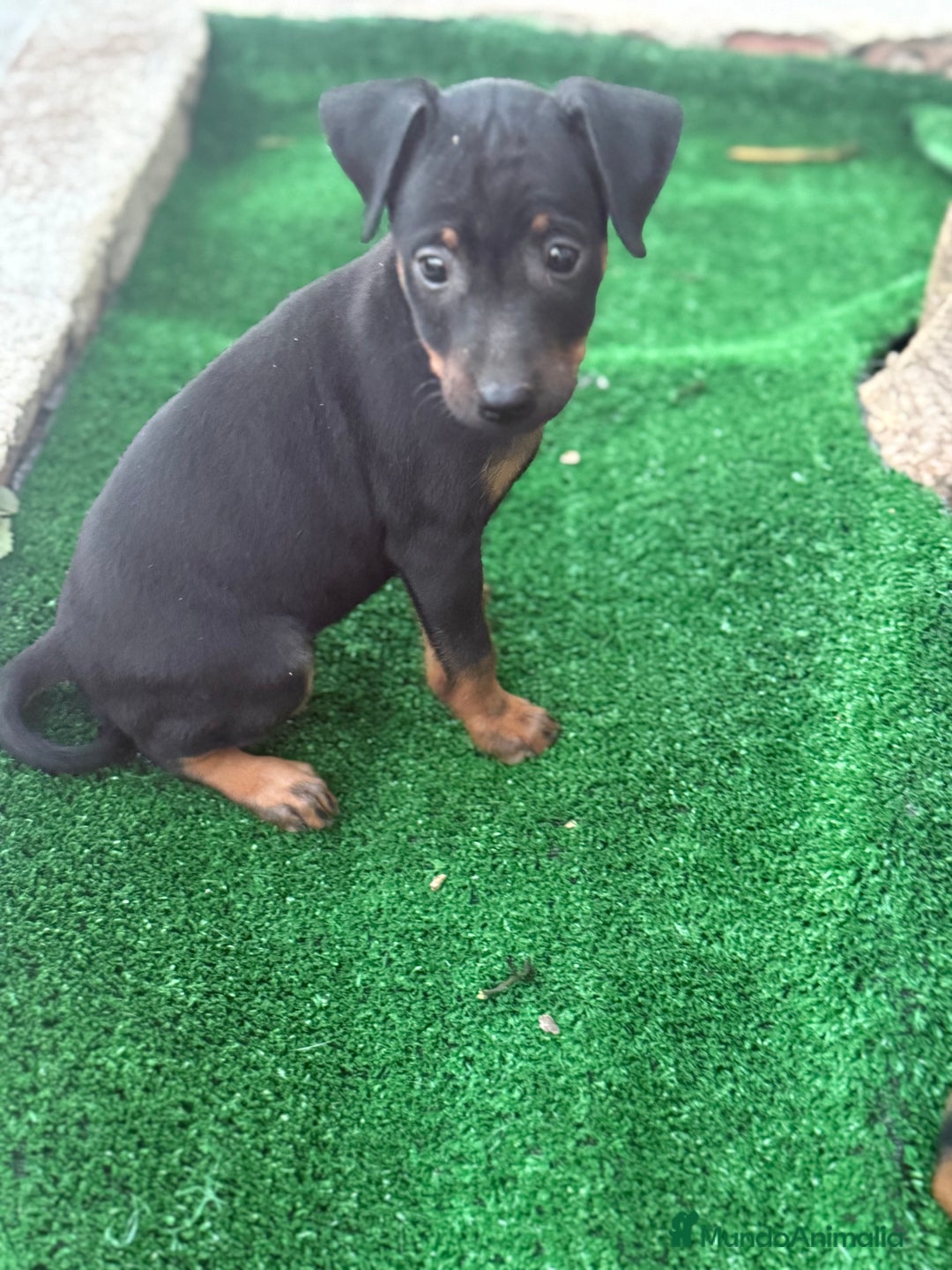 Pinscher Miniatura perros en venta: Mini pincher  - Imagen 6