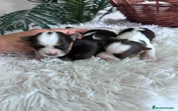 Yorkshire Terrier perros en venta: YORKSHIRE BIEWER HEMBRAS - Anuncio 4