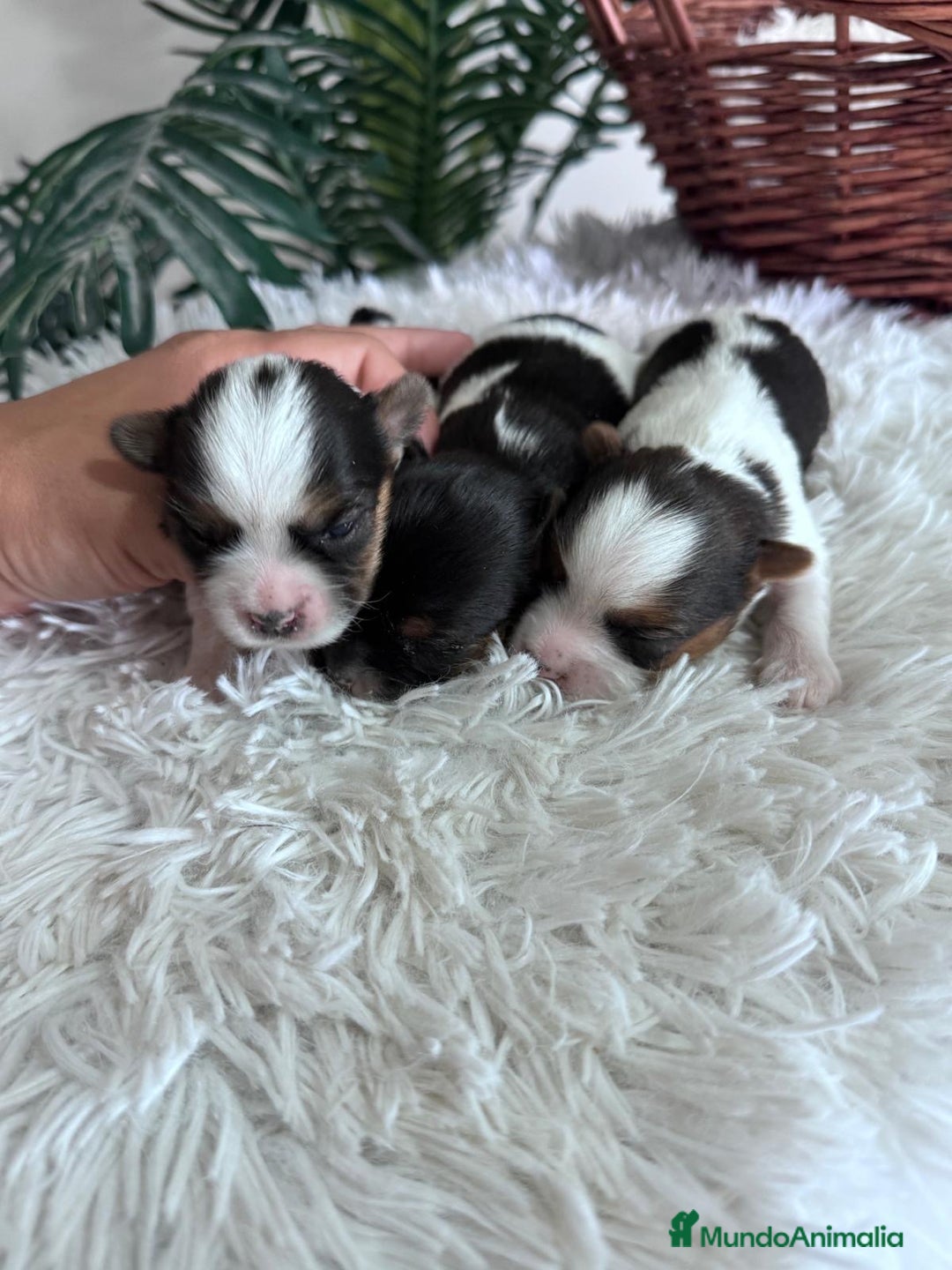 Yorkshire Terrier perros en venta: YORKSHIRE BIEWER HEMBRAS - Anuncio 4