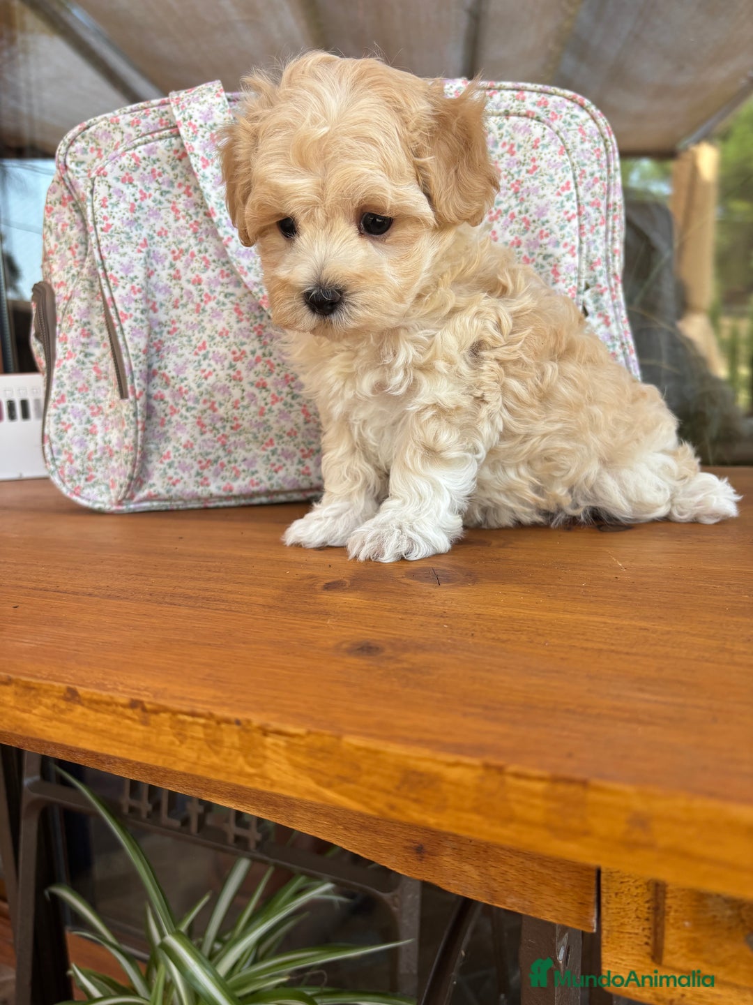 Maltipoo perros en venta: Maltipoo macho disponible !!! - Imagen 5
