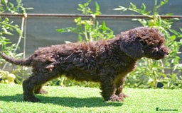 Perro de Agua Español perros en venta: cachorro macho perro de agua español - Imagen 4