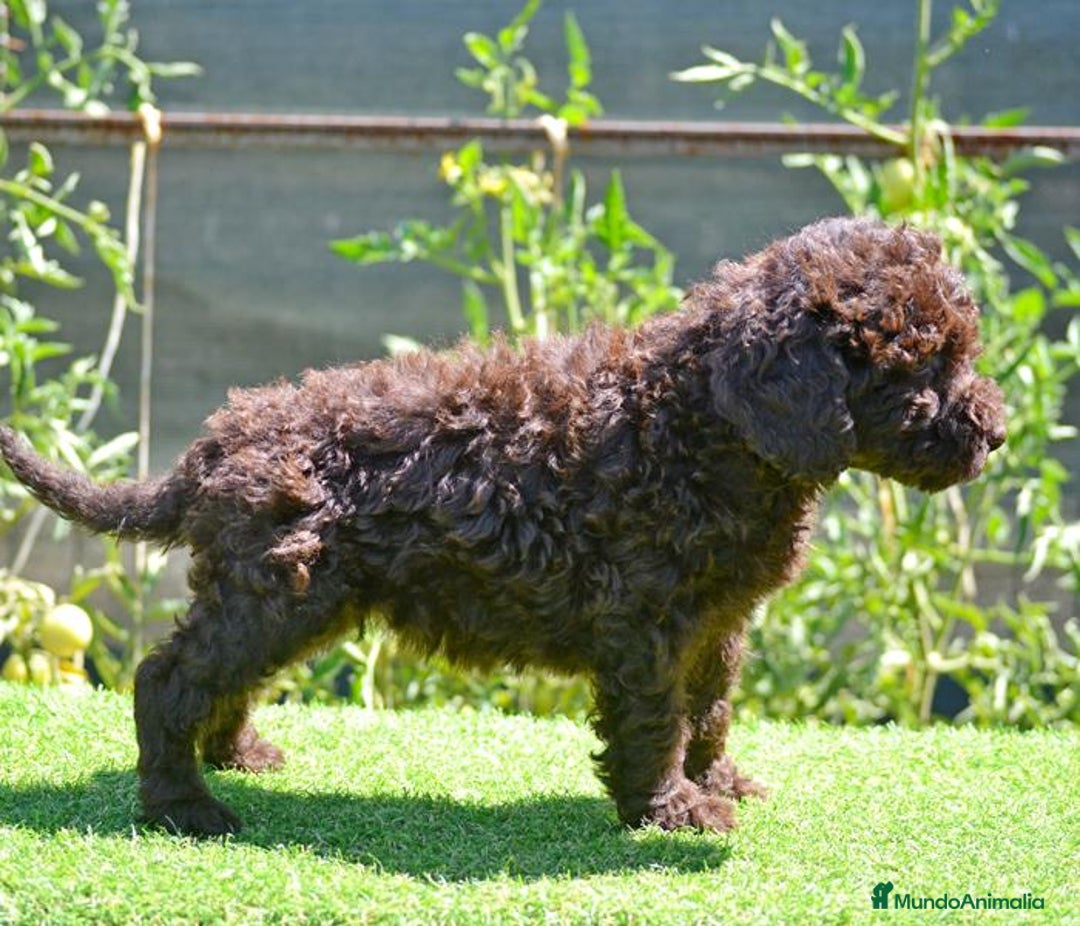 Perro de Agua Español perros en venta: cachorro macho perro de agua español - Imagen 4