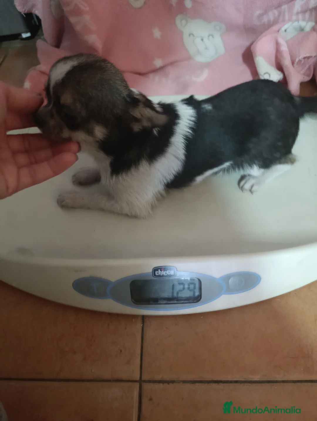 Chihuahua perros en venta: chihuahua 7 meses toy de pelo largo👈👈👈🩷🐾 - Anuncio 1