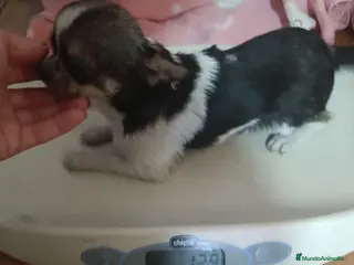 Chihuahua perros chihuahua 7 meses toy de pelo largo👈👈👈🩷🐾 - Anuncio 11