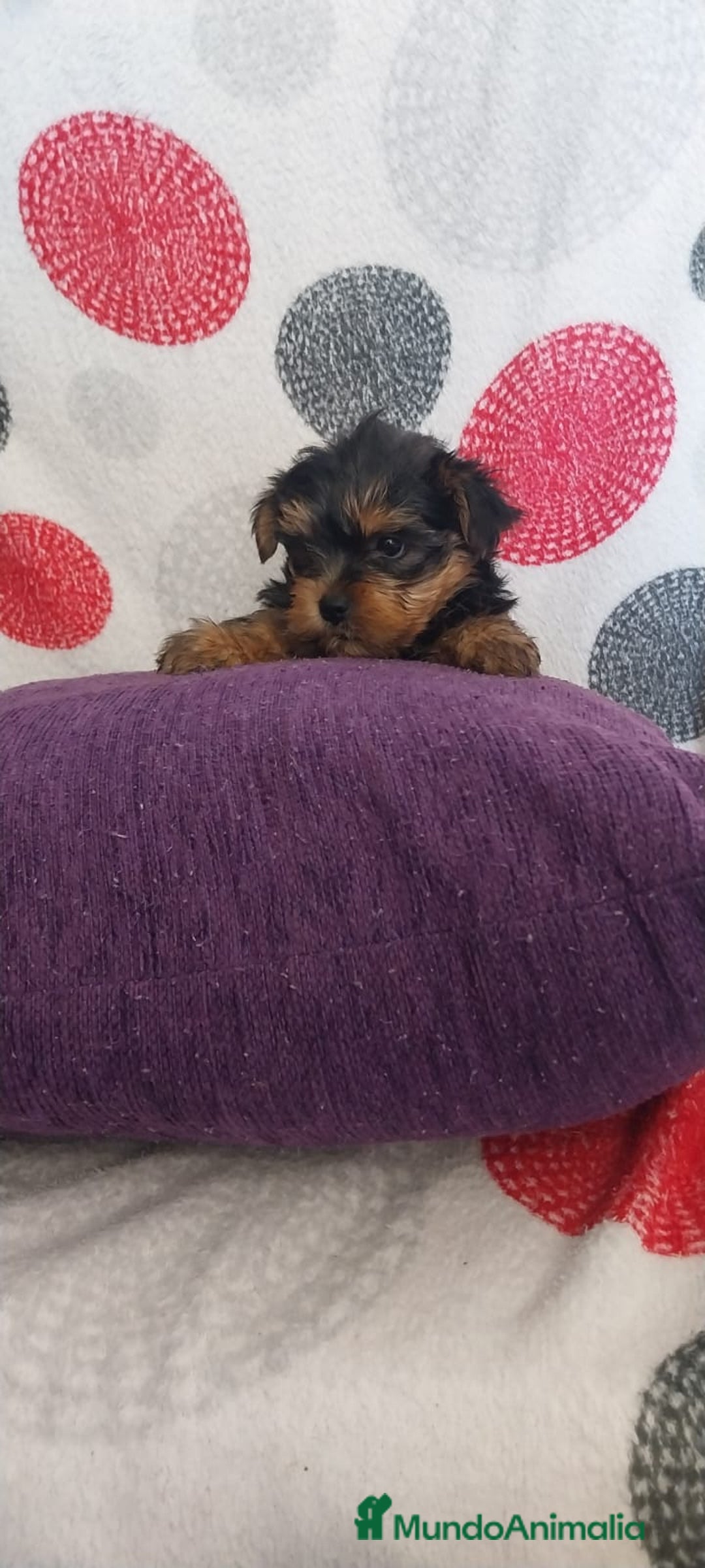 Yorkshire Terrier perros en venta: Última hembra de Yorkshire terrier toy!! - Anuncio 2