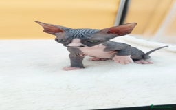 Sphynx gatos en venta: Hembrita bicolor  - Imagen 10