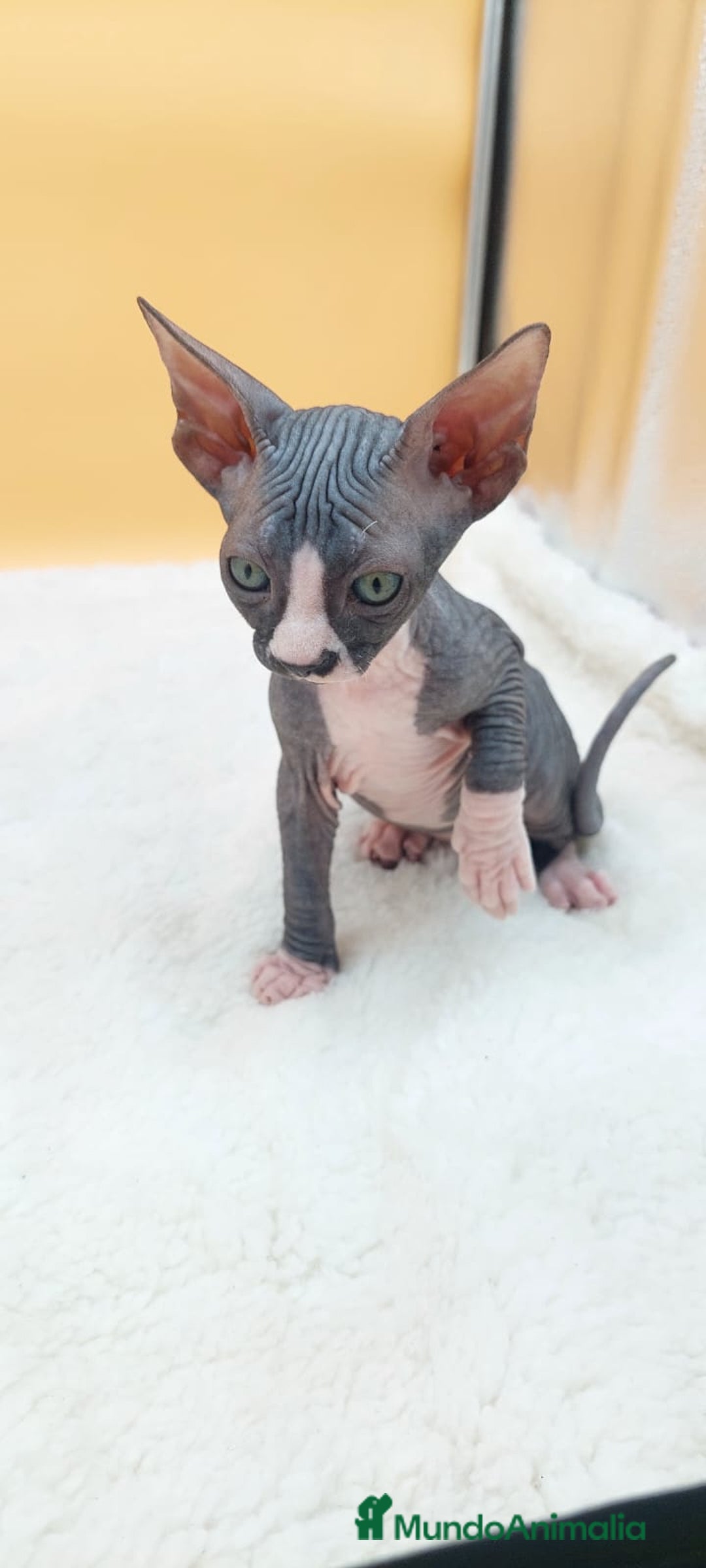 Sphynx gatos en venta: Hembrita bicolor  - Imagen 10