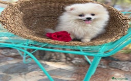 Pomerania perros en venta: Pomerania hembra disponible !!!! - Imagen 6