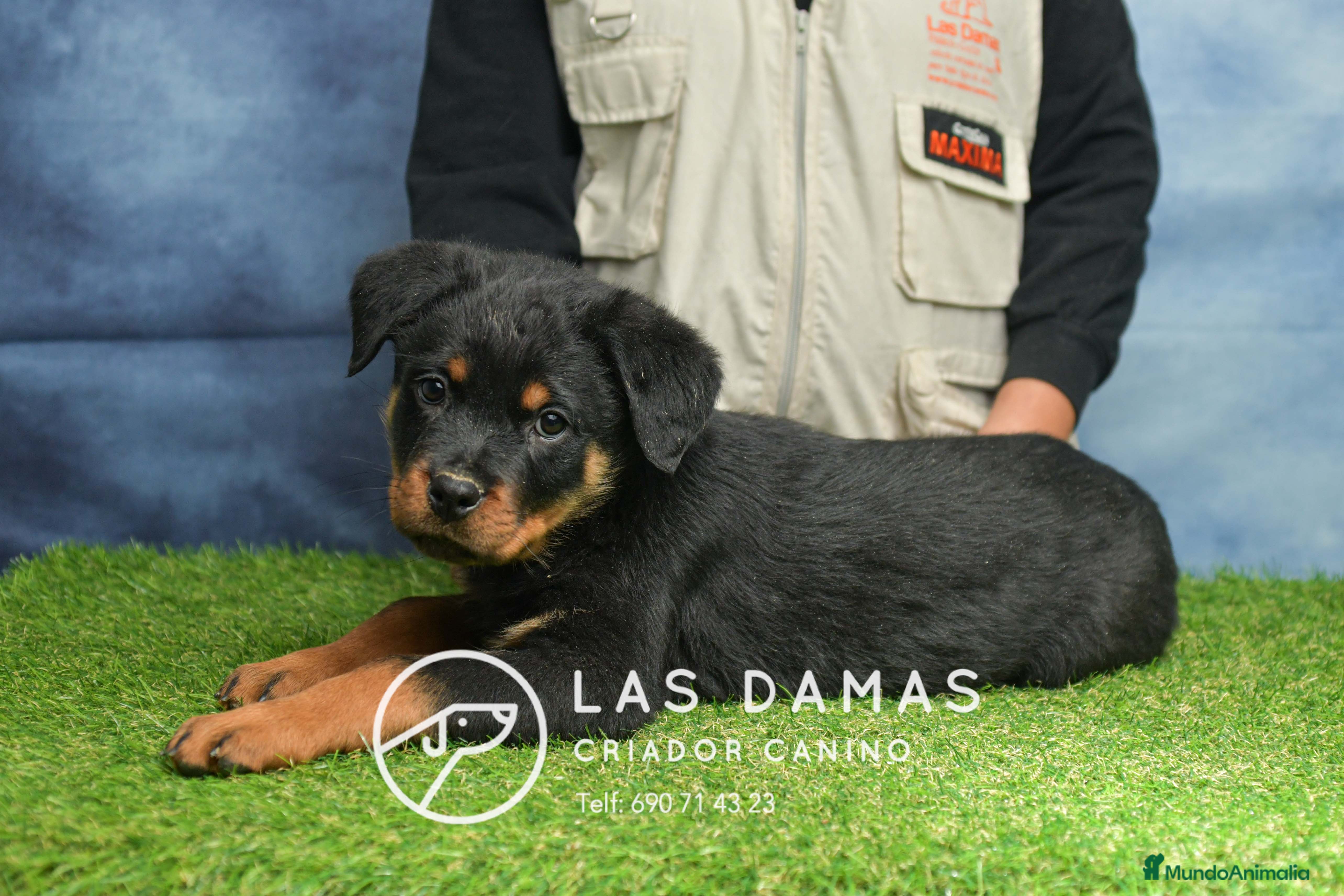 Rottweiler perros NO SON SIMPLEMENTE CACHORROS DE ROTTWEILER… - Anuncio 19