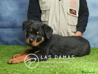 Rottweiler perros NO SON SIMPLEMENTE CACHORROS DE ROTTWEILER… - Anuncio 5