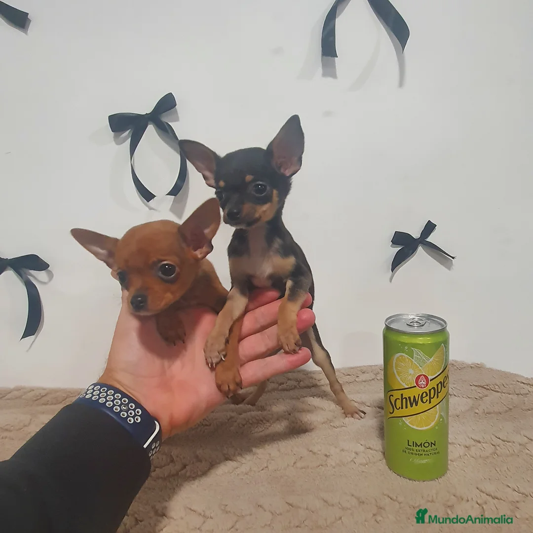 Chihuahua perros en venta: Chihuahua mini  - Anuncio 2