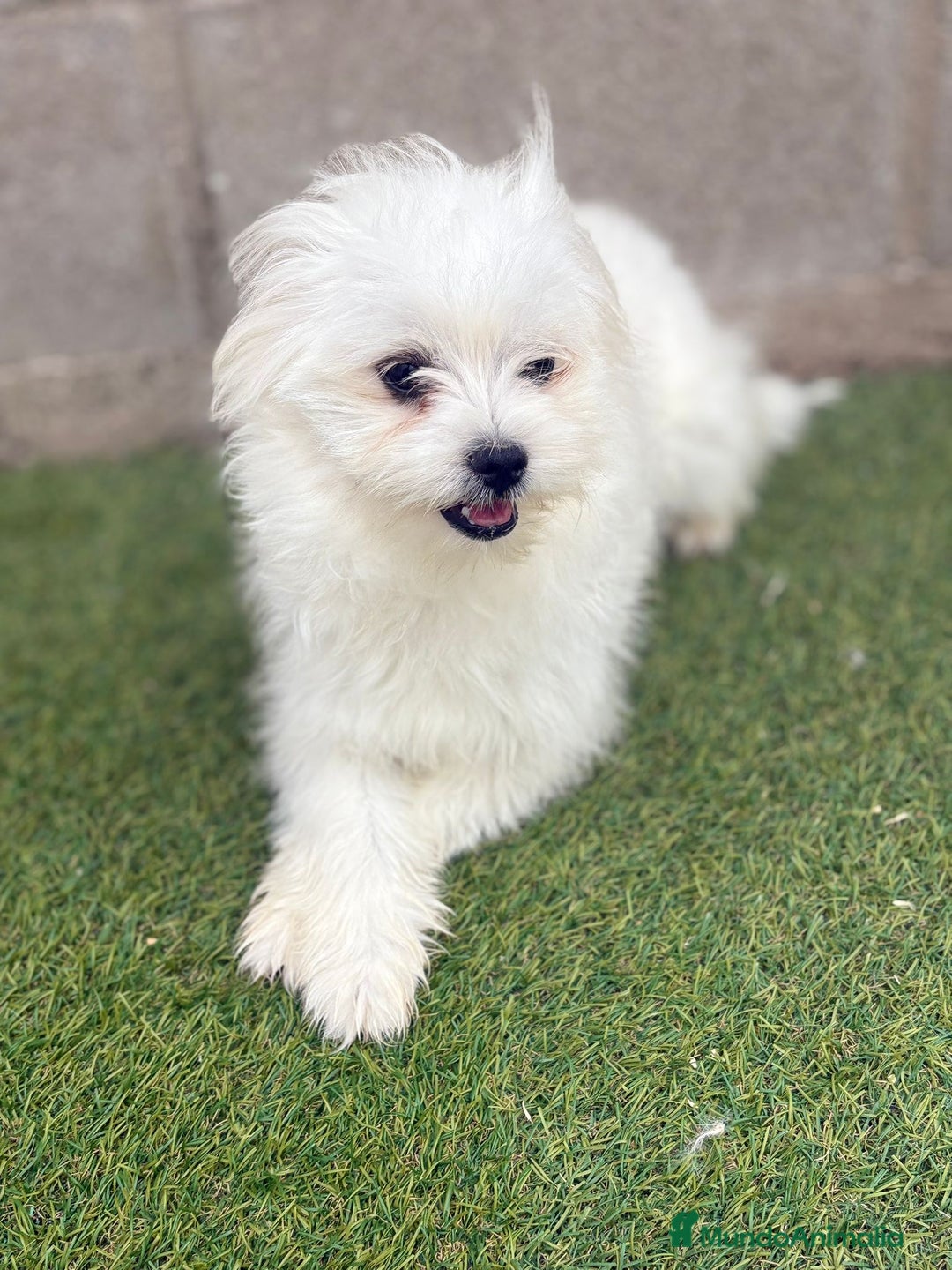 Raza Mixta perros en venta: Maltipom machos - Imagen 1