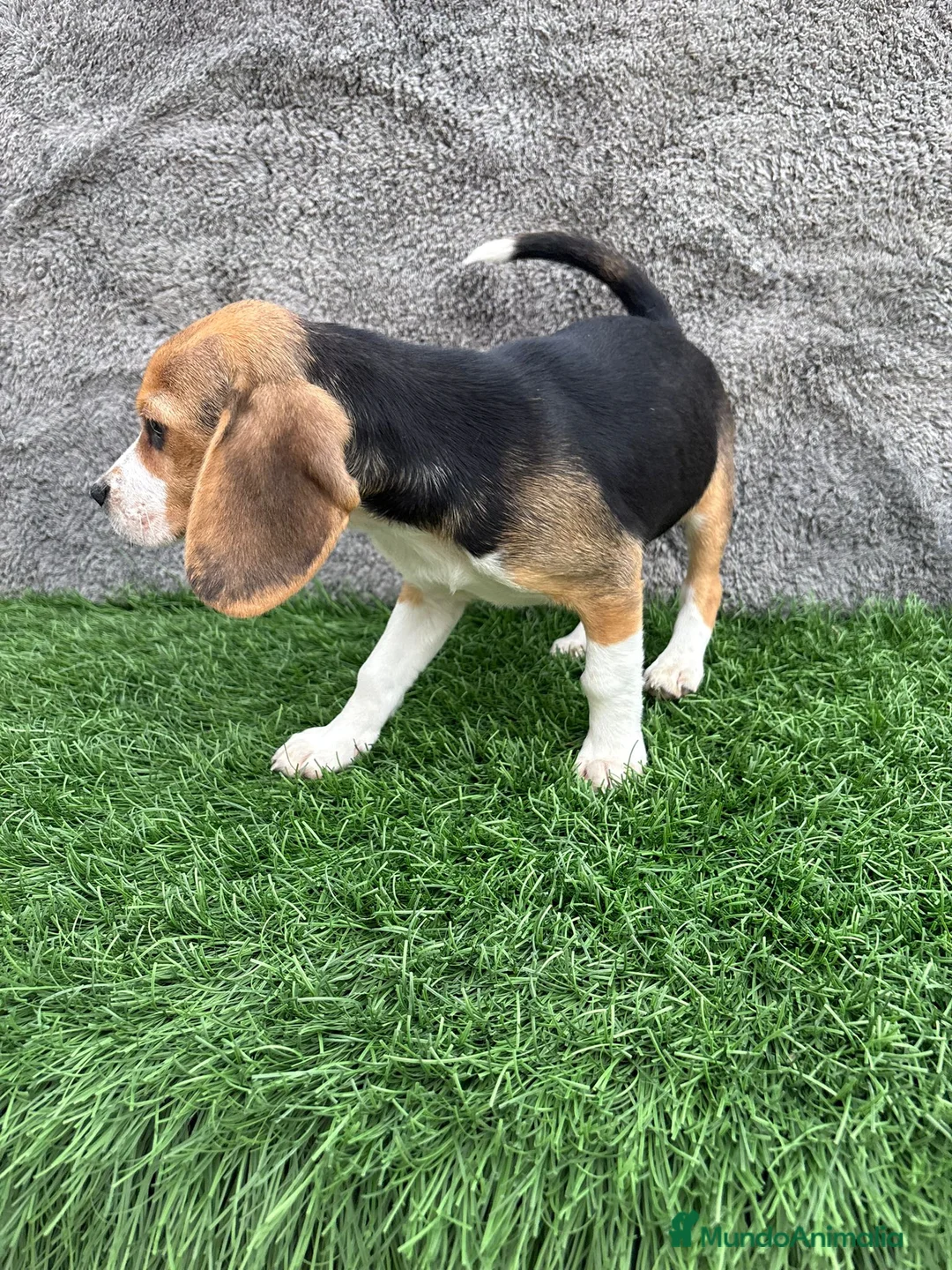 Beagle perros en venta: Precioso macho de Beagle  - Anuncio 6