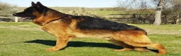 Pastor Alemán perros en venta: Cachorros de pastor alemán  - Anuncio 1