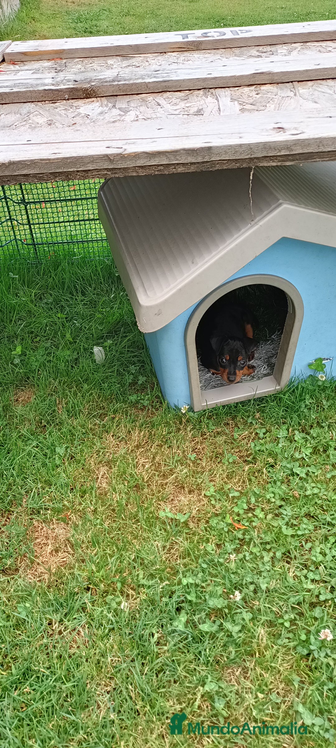 Pinscher Miniatura perros en venta: Pinscher Miniatura  - Imagen 4