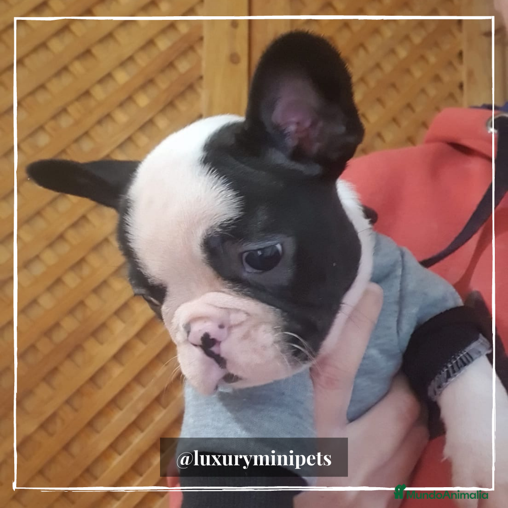 Bulldog Francés perros Camada de preciosos Bulldog Francés en Madrid - Anuncio 2