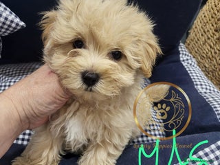 Maltipoo perros Maltipoo CALIDAD - Anuncio 1