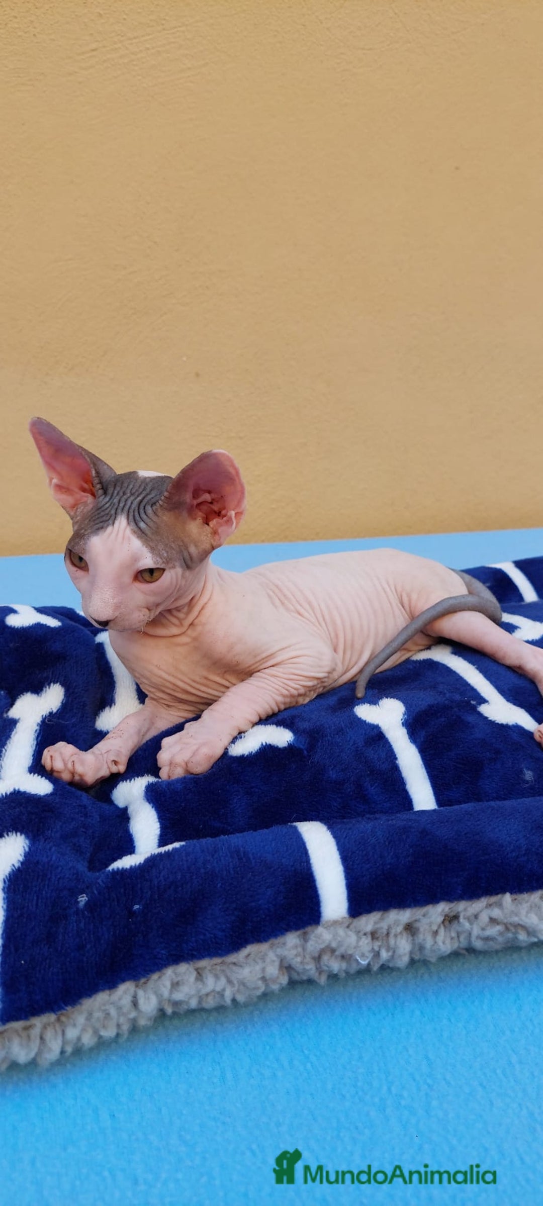 Sphynx gatos en venta: Machito  - Imagen 5