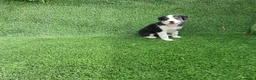 Border Collie perros en venta: Camada Border Collie - Anuncio 6