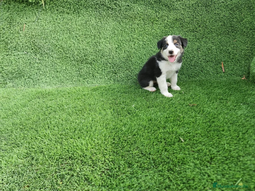 Border Collie perros en venta: Camada Border Collie - Anuncio 6