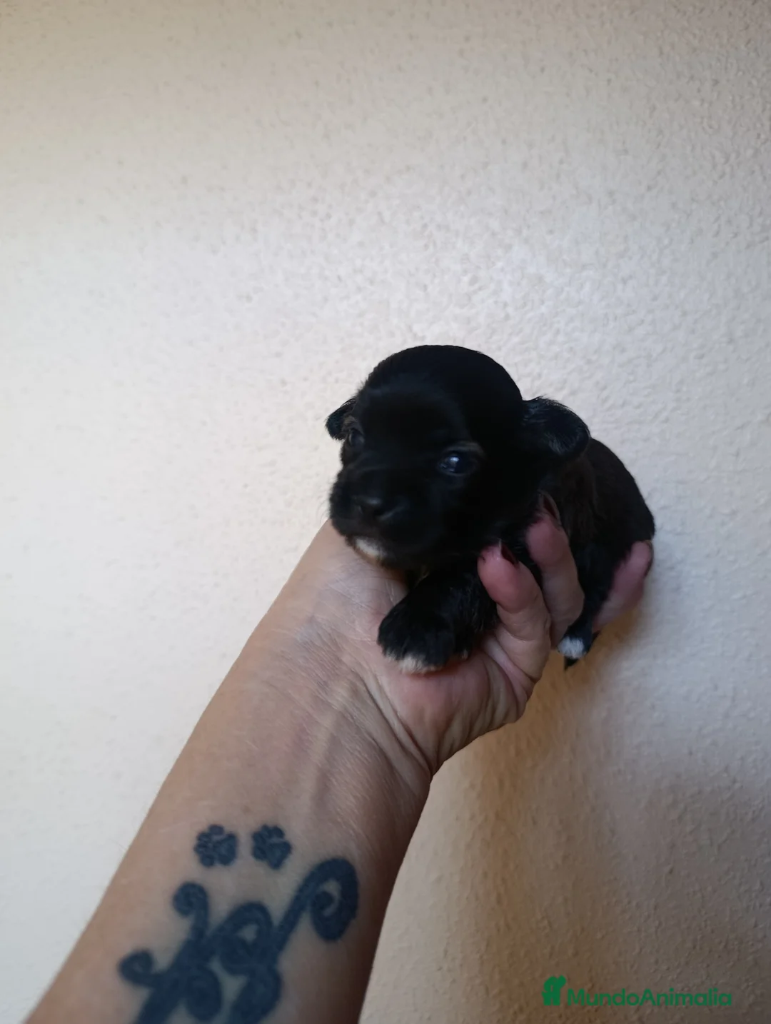 Maltipoo perros en venta: MALTIPOO MACHO NEGRO - Anuncio 2