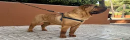 Shar Pei perros en venta: Hembra de 2 años en adopción  - Anuncio 2
