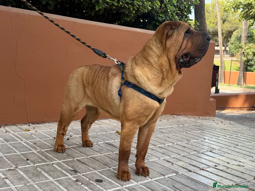 Shar Pei perros en venta: Hembra de 2 años en adopción  - Anuncio 2