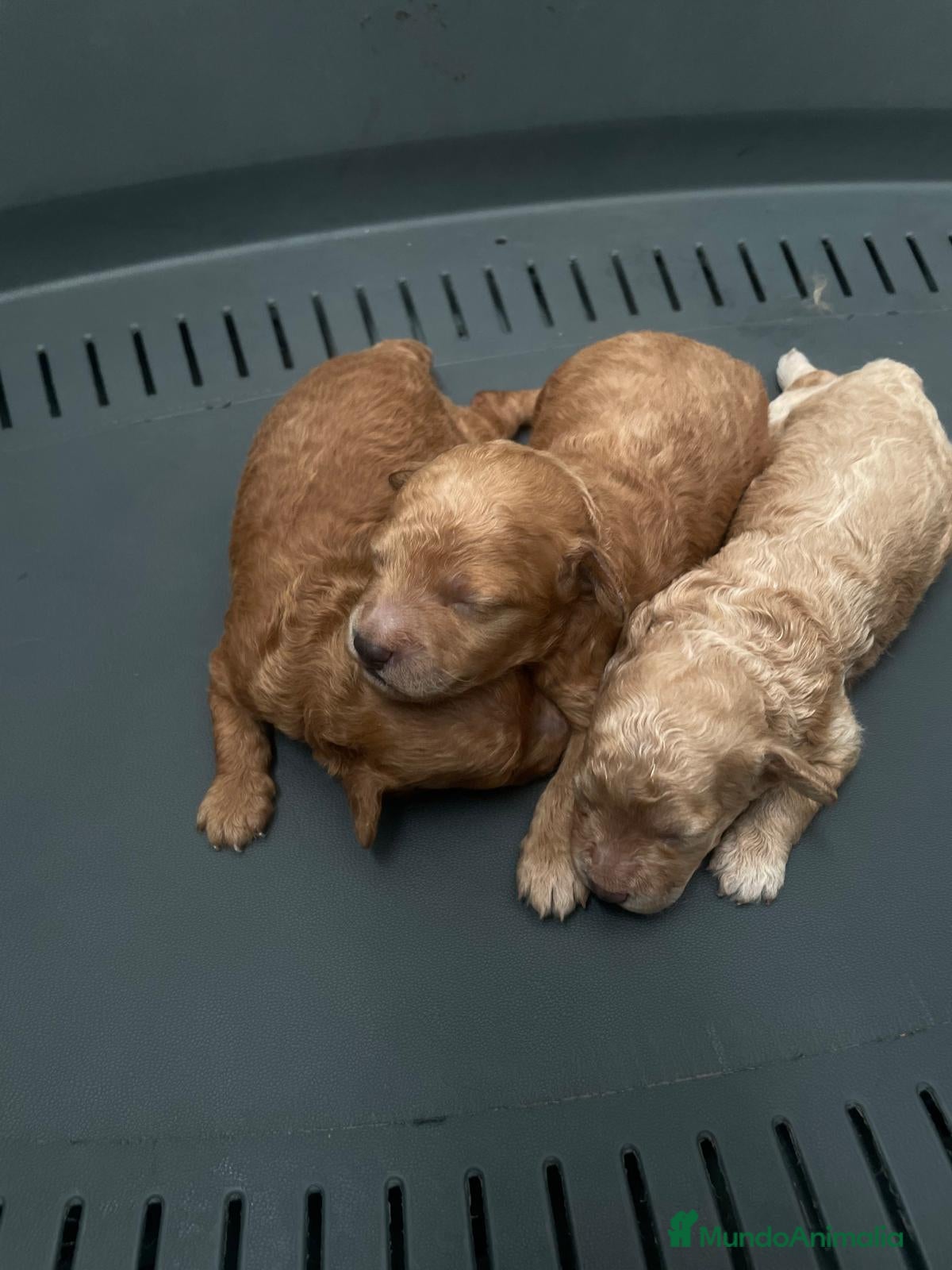 Caniche Toy perros caniche  - Anuncio 2