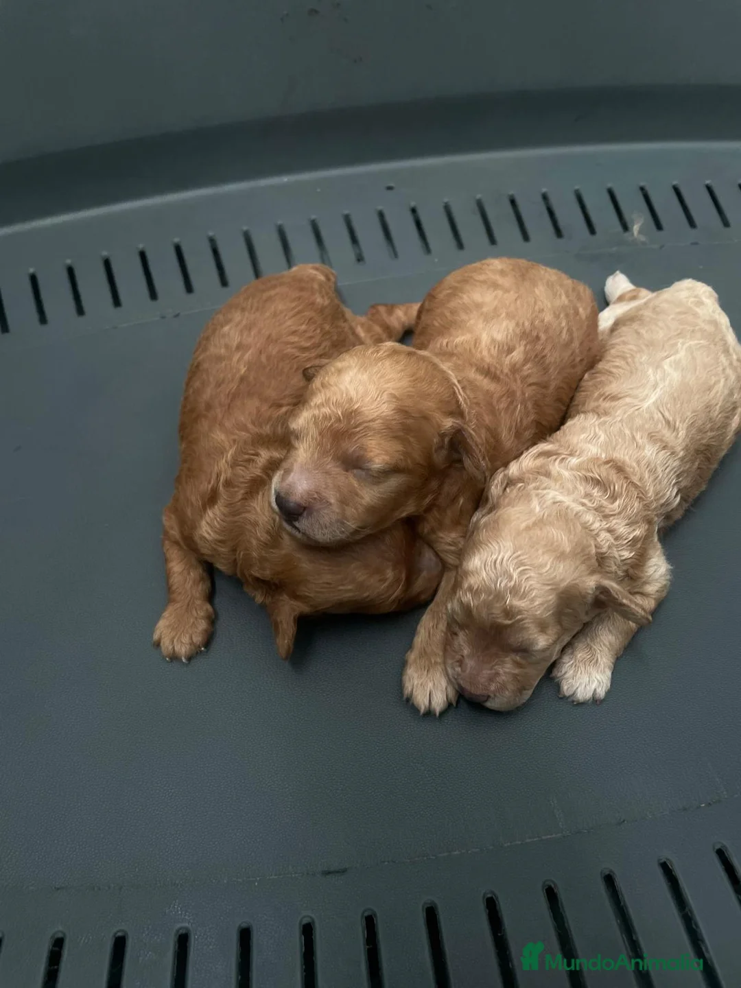 Caniche Toy perros en venta: caniche  - Anuncio 1