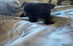 Bulldog Francés perros en venta: Bulldog francés de diversos colores  - Imagen 8