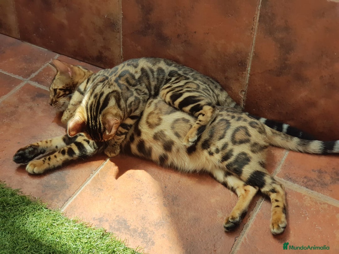 Bengalí gatos en venta: Bengalí charcoal en Cáceres - Imagen 8