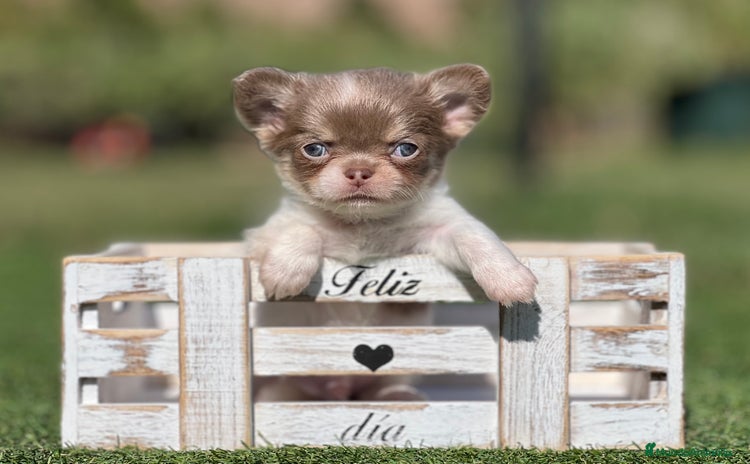Chihuahua perros - Anuncio 11