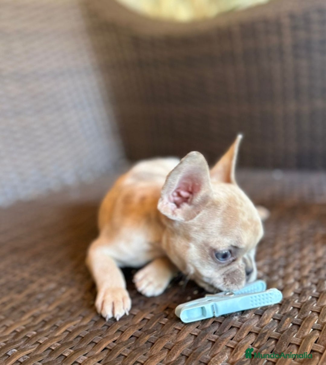 Bulldog Francés perros en venta: Lindos bulldog francés con ojitos de color - Imagen 3