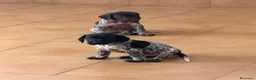Braco Alemán de Pelo Corto perros en venta: Camada Braco Alemán  - Anuncio 8