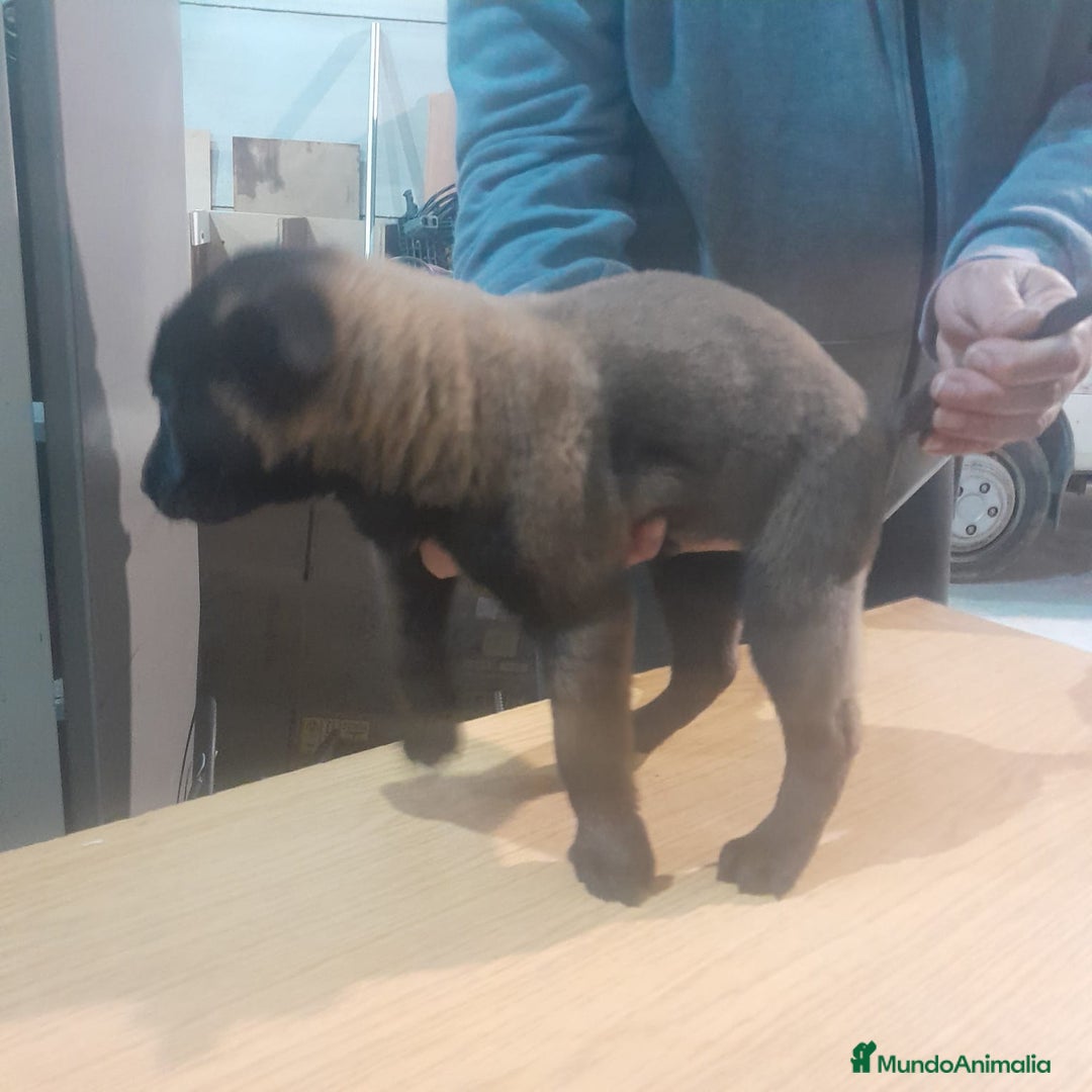 Pastor Belga Malinois perros en venta: PASTOR BELGA MALINOIS - Anuncio 3