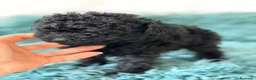 Caniche Toy perros en venta: CANICHE MINITOY NEGRO AZABACHE  - Anuncio 3